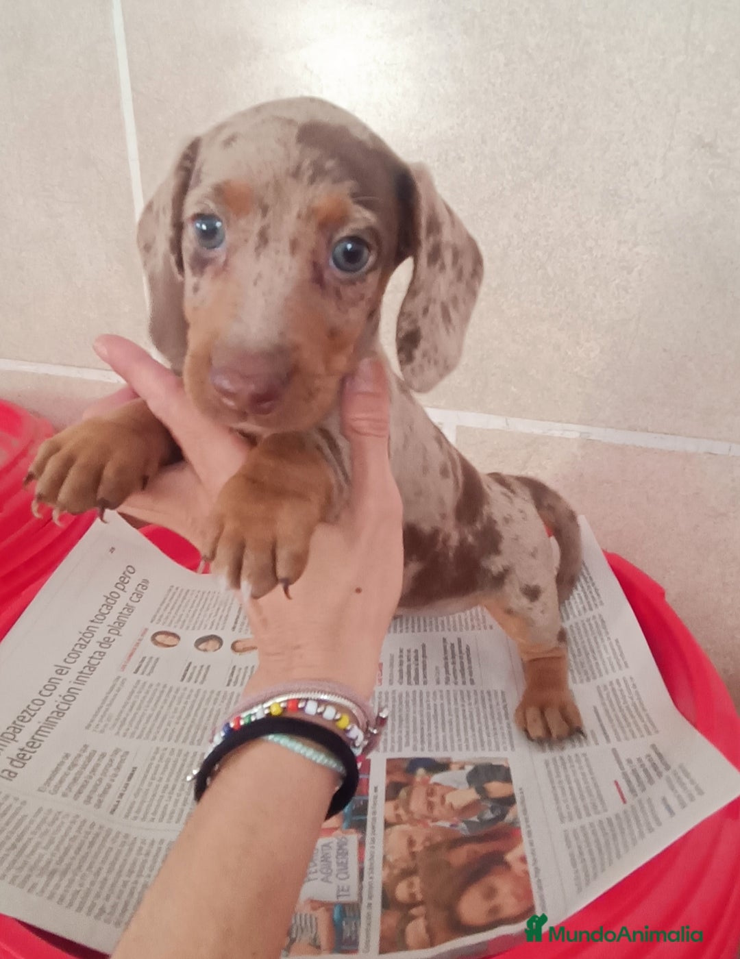 Teckel Miniatura perros en venta: CACHORROS DE TECKEL MINI  - Imagen 13