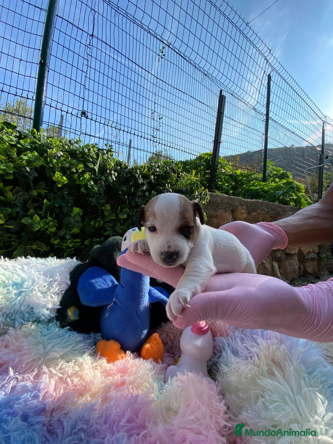 Jack Russell Terrier perros en venta: Jack Russell cachorros y recién nacidos 🥰✨ - Imagen 3