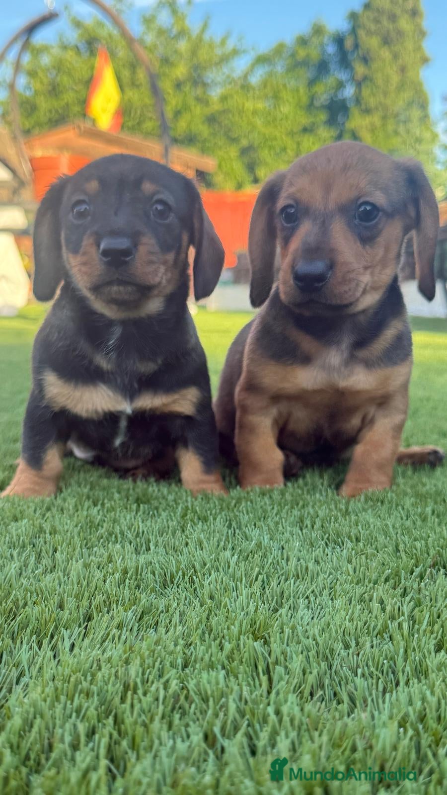 Teckel perros en venta: Cachorito Teckel Mini - Anuncio 1