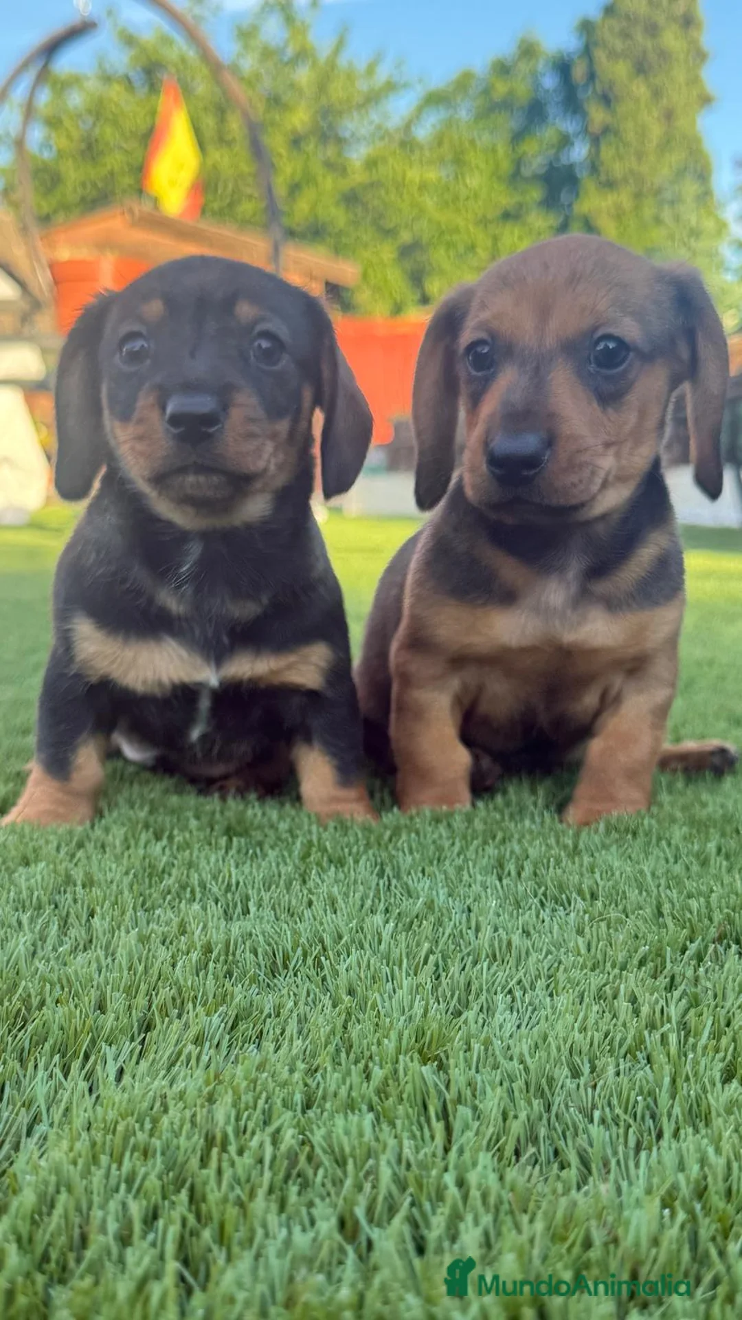 Teckel perros en venta: Cachorito Teckel Mini - Anuncio 1