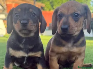 Teckel perros en venta: Cachorito Teckel Mini - Anuncio 1