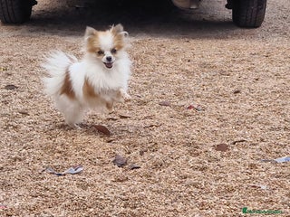 Pomerania perros - Anuncio 19