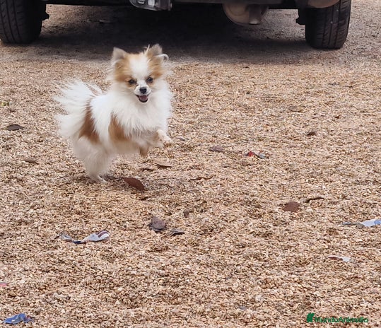 Pomerania perros - Anuncio 13