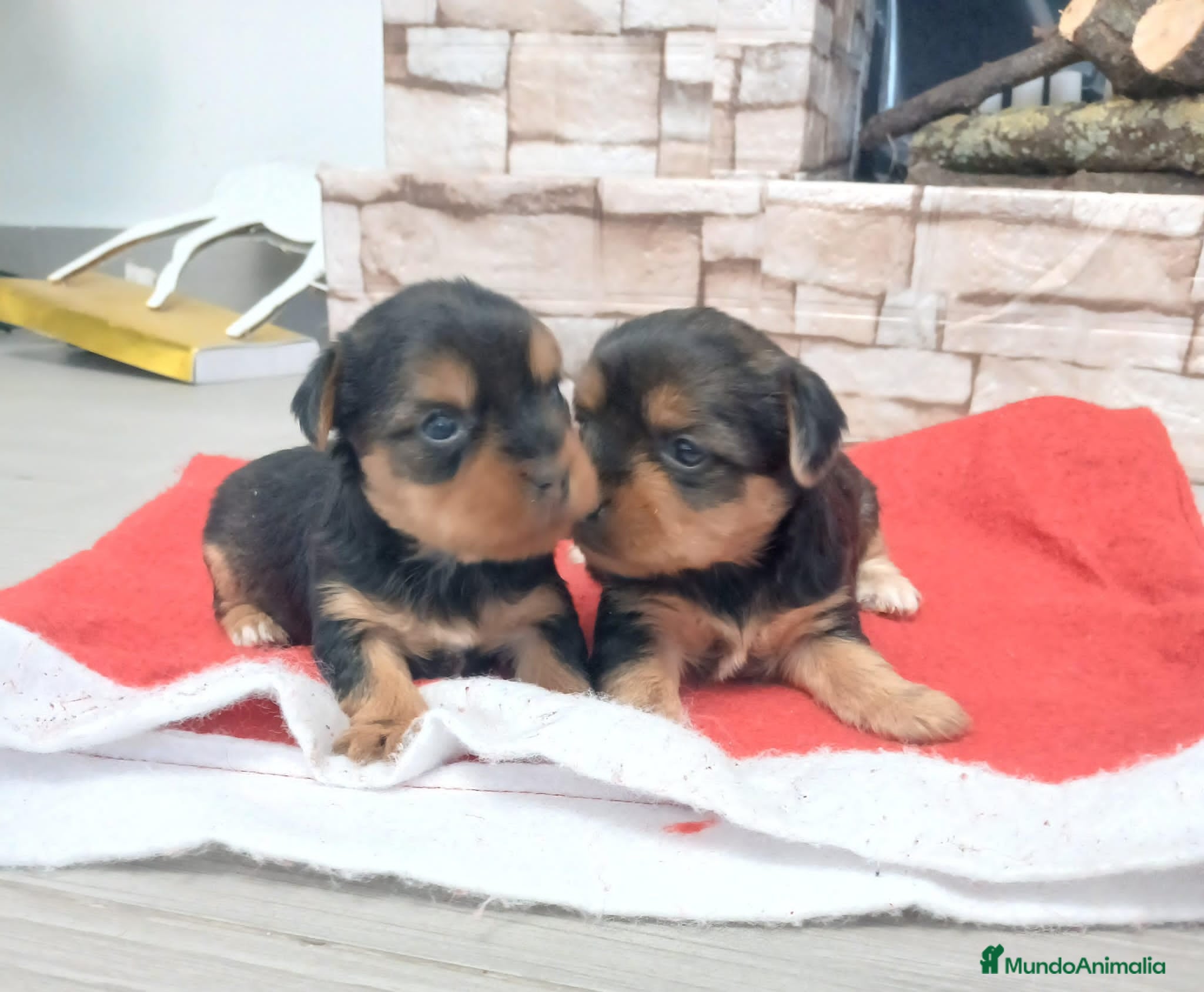 Yorkshire Terrier perros Machito diaponible - Anuncio 1