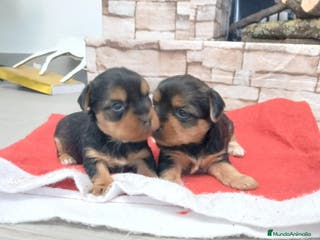 Yorkshire Terrier perros Machito diaponible - Anuncio 1