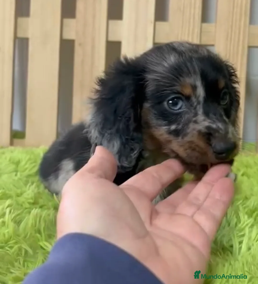 Teckel Miniatura perros en venta: Teckel miniatura pelo largo  - Anuncio 1