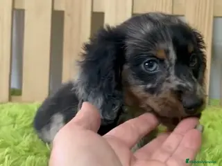 Teckel Miniatura perros Teckel miniatura pelo largo - Anuncio 2