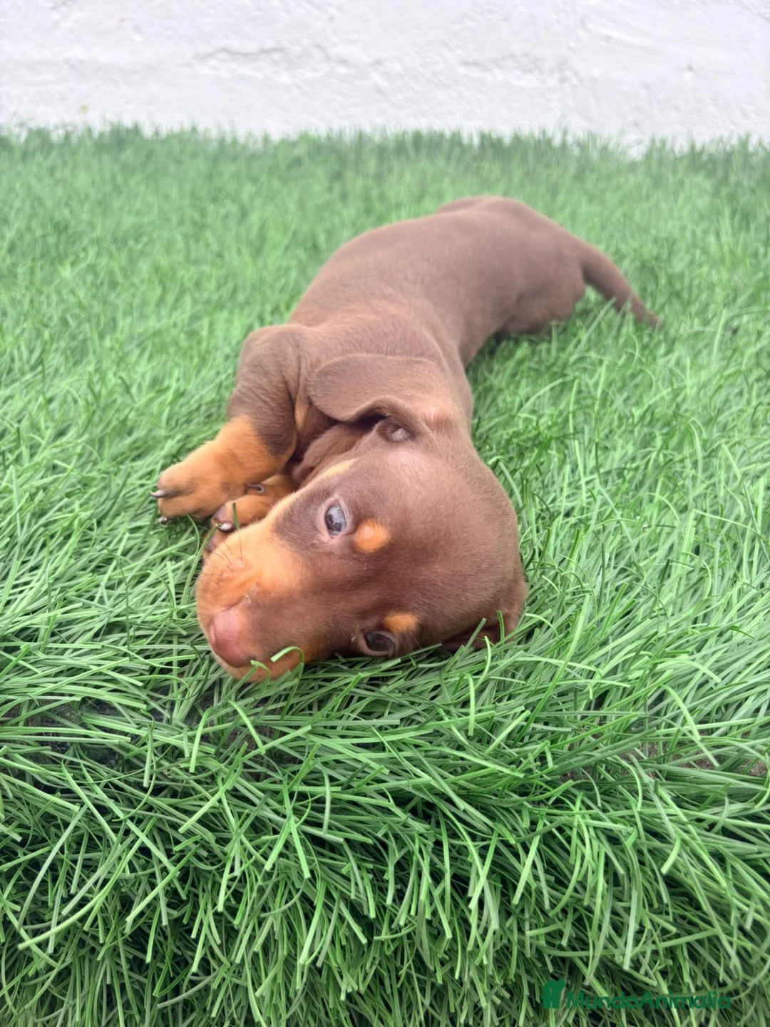 Teckel Miniatura perros en venta: Teckel Miniatura - Anuncio 1