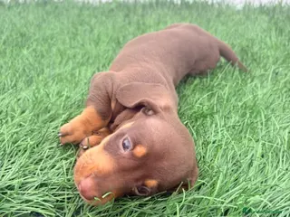 Teckel Miniatura perros Teckel Miniatura - Anuncio 2