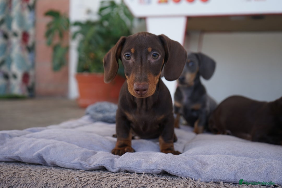 Teckel Miniatura perros en venta: 🍁 Cacao y Bongo – Teckel miniatura rojo fuego 🐾 - Imagen 2