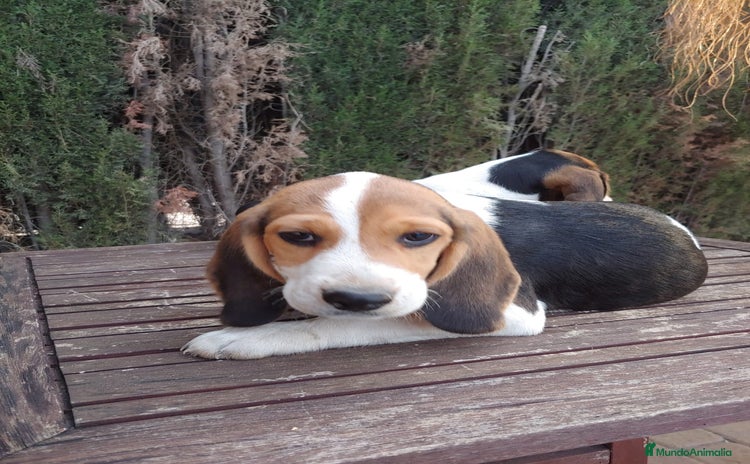 Beagle perros - Anuncio 1