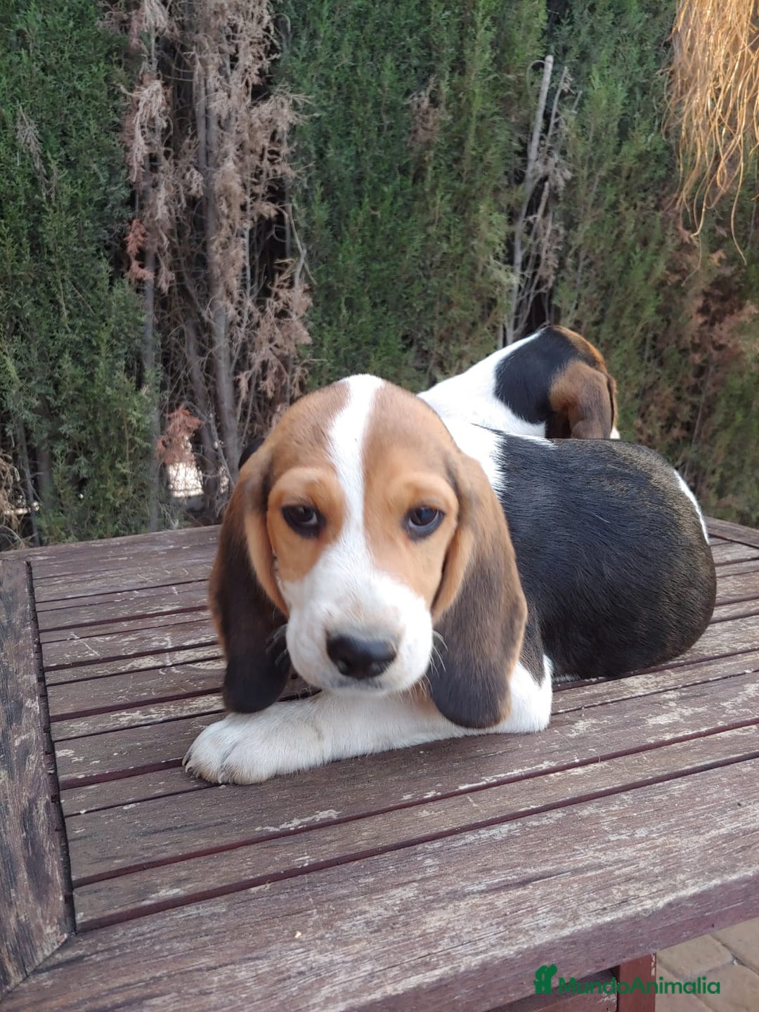 Beagle perros en venta: Disponibles cachorros Beagle  - Imagen 1