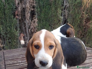 Beagle perros - Anuncio 2