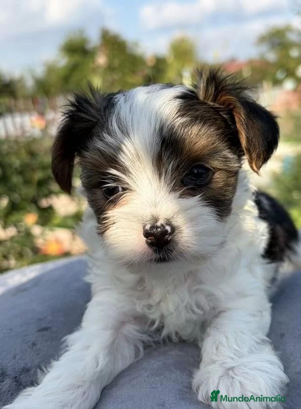 Yorkiepoo perros en venta: Hembra Yorkiepoo - Anuncio 2