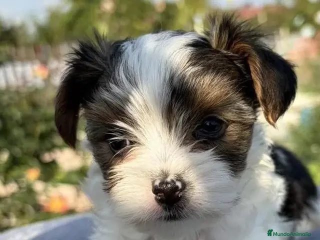 Yorkiepoo perros en venta: Hembra Yorkiepoo - Anuncio 26