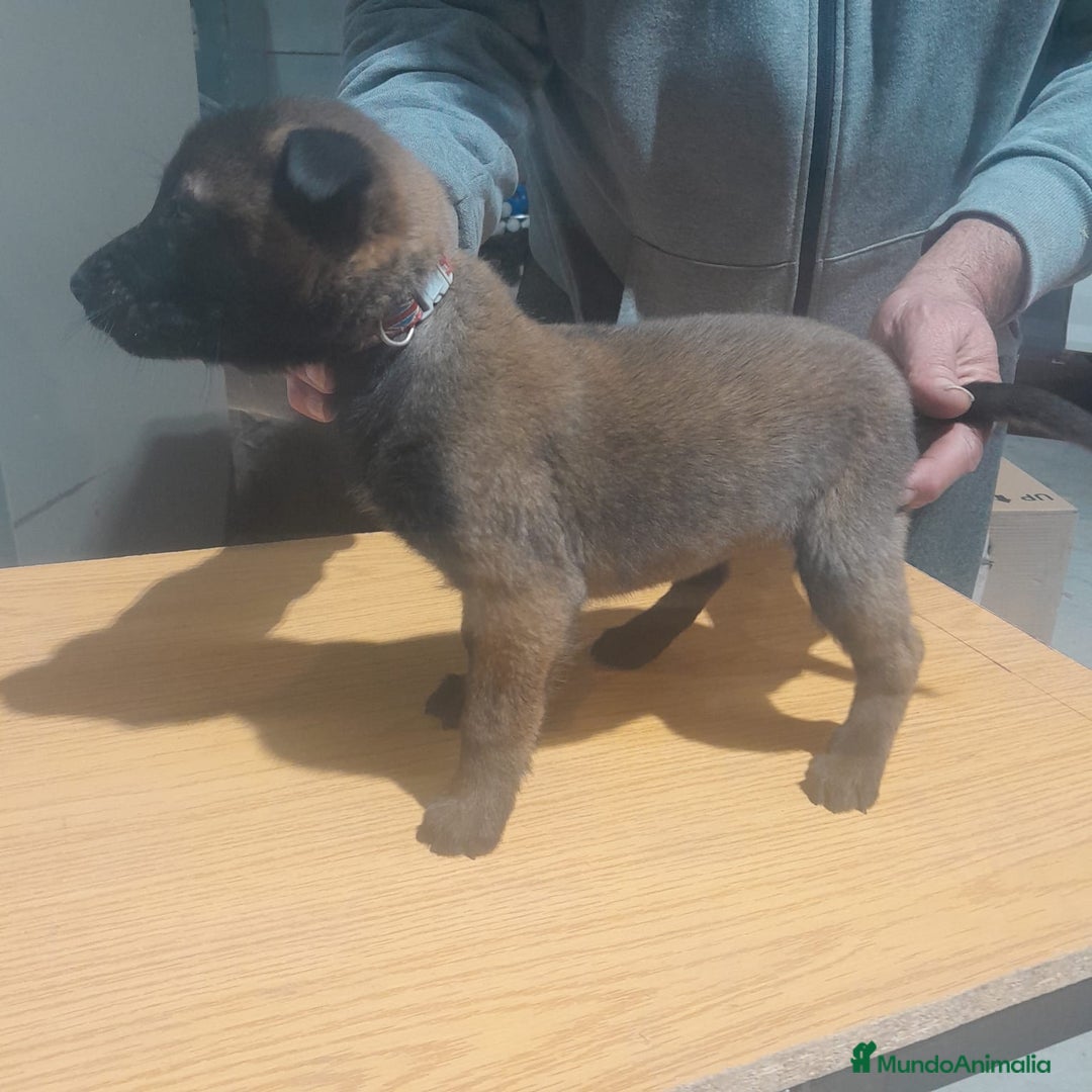 Pastor Belga Malinois perros en venta: PASTOR BELGA MALINOIS - Anuncio 1