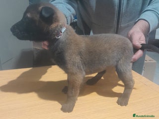 Pastor Belga Malinois perros PASTOR BELGA MALINOIS - Anuncio 1