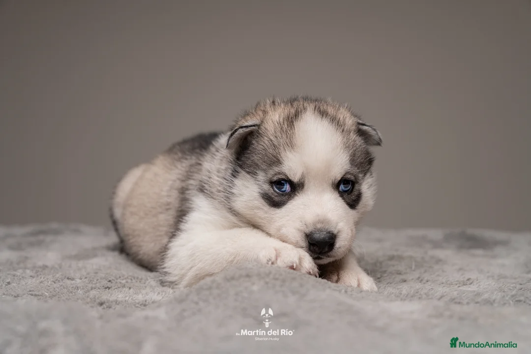 Husky Siberiano perros en venta: CACHORROS Siberian Husky Agouti. en Ourense - Anuncio 2