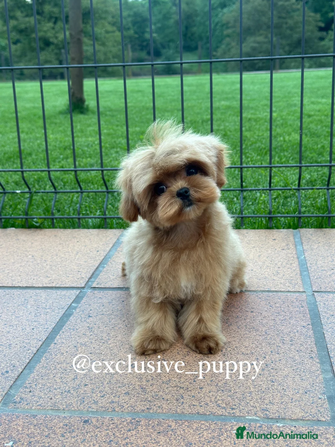 Maltipoo perros en venta: 🥇 Espectacular Maltipoo Toy Alta Calidad  - Anuncio 1