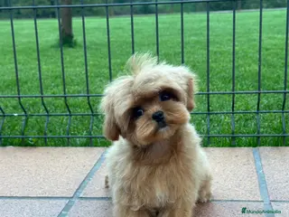 Maltipoo perros 🥇 Espectacular Maltipoo Toy Alta Calidad - Anuncio 33