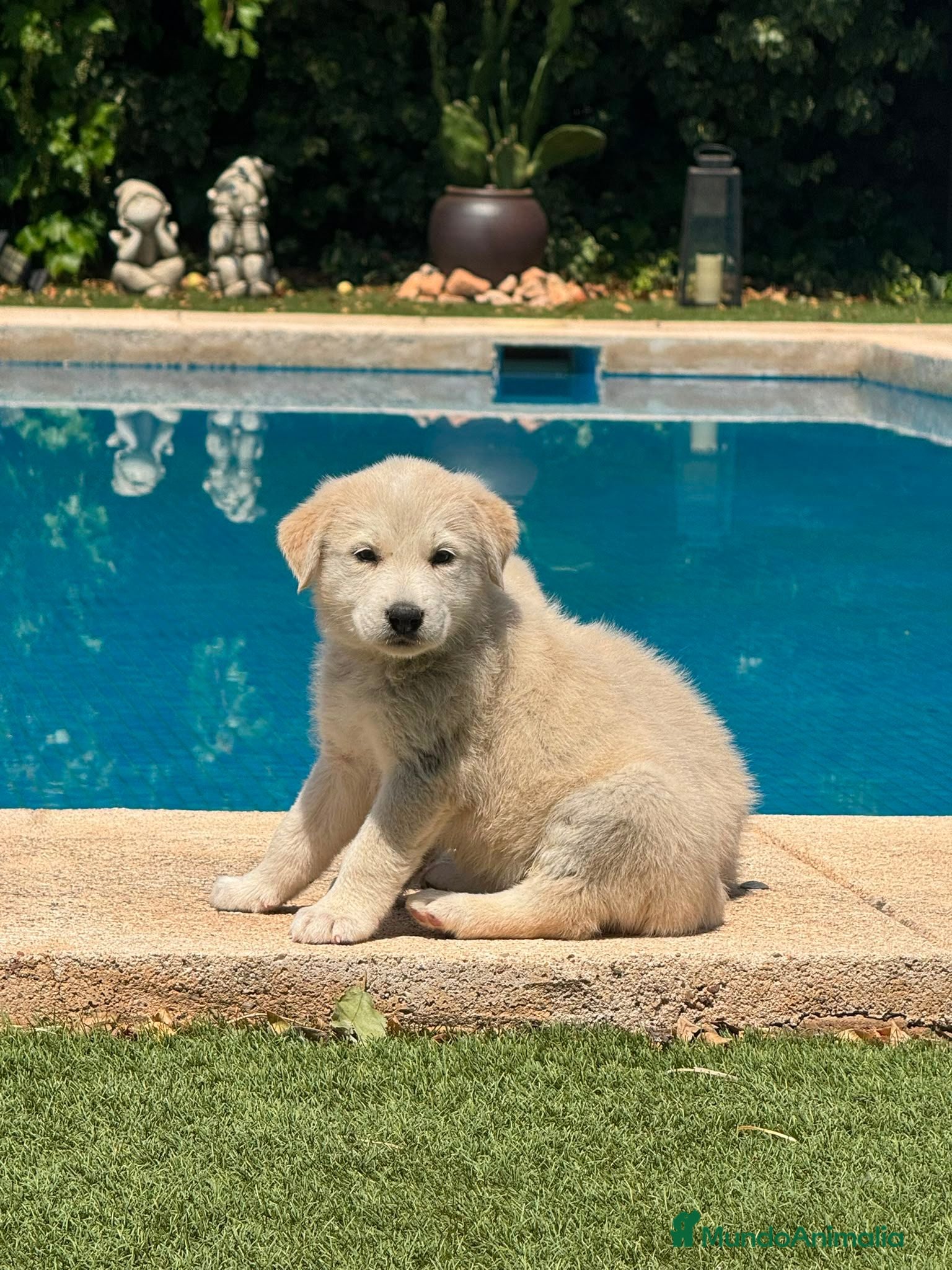 Golden Retriever perros Disponible Machos de Golden Retriever  - Anuncio 1