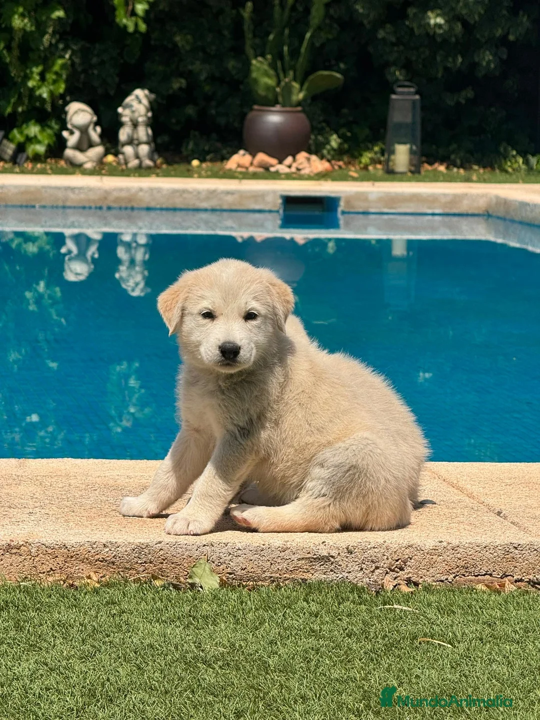 Golden Retriever perros en venta: Disponible Machos de Golden Retriever  - Anuncio 1