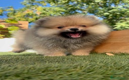 Pomerania perros en venta: POMERANIA - Imagen 9