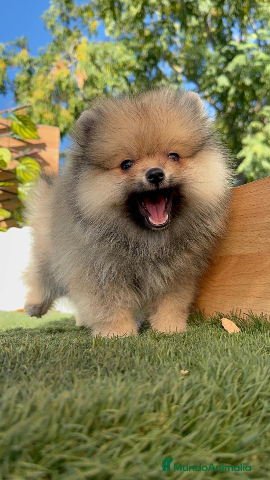 Pomerania perros en venta: POMERANIA - Imagen 9