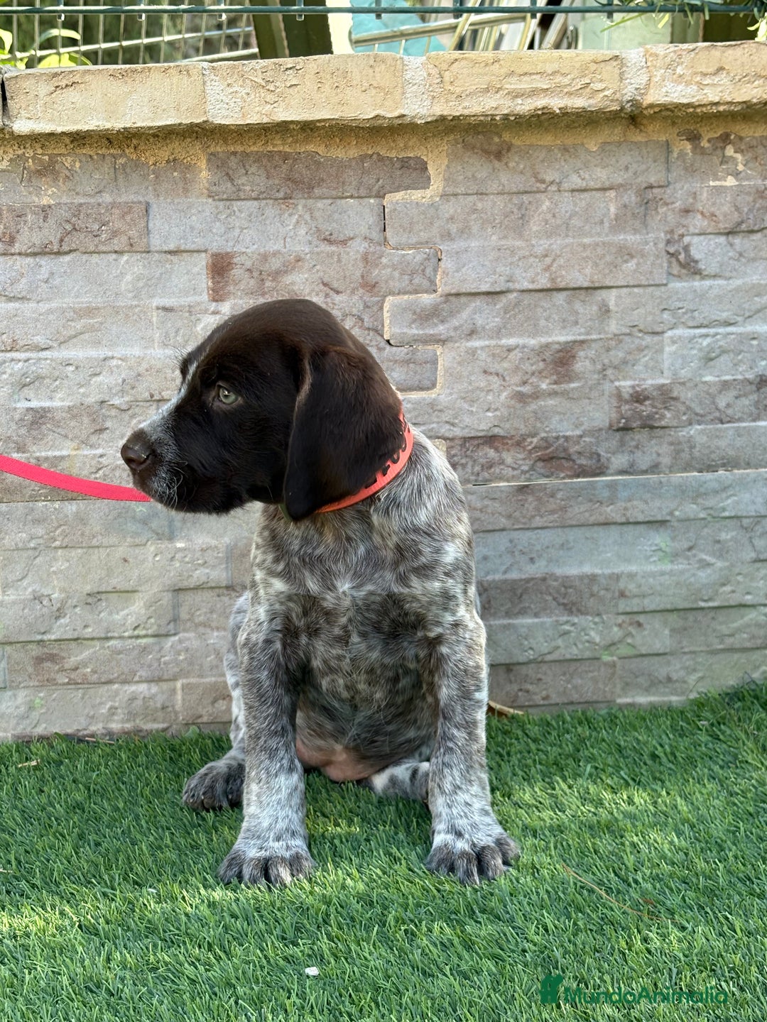 Braco Alemán de Pelo Duro perros en venta: Disponibles cachorros de drahthaar - Imagen 5