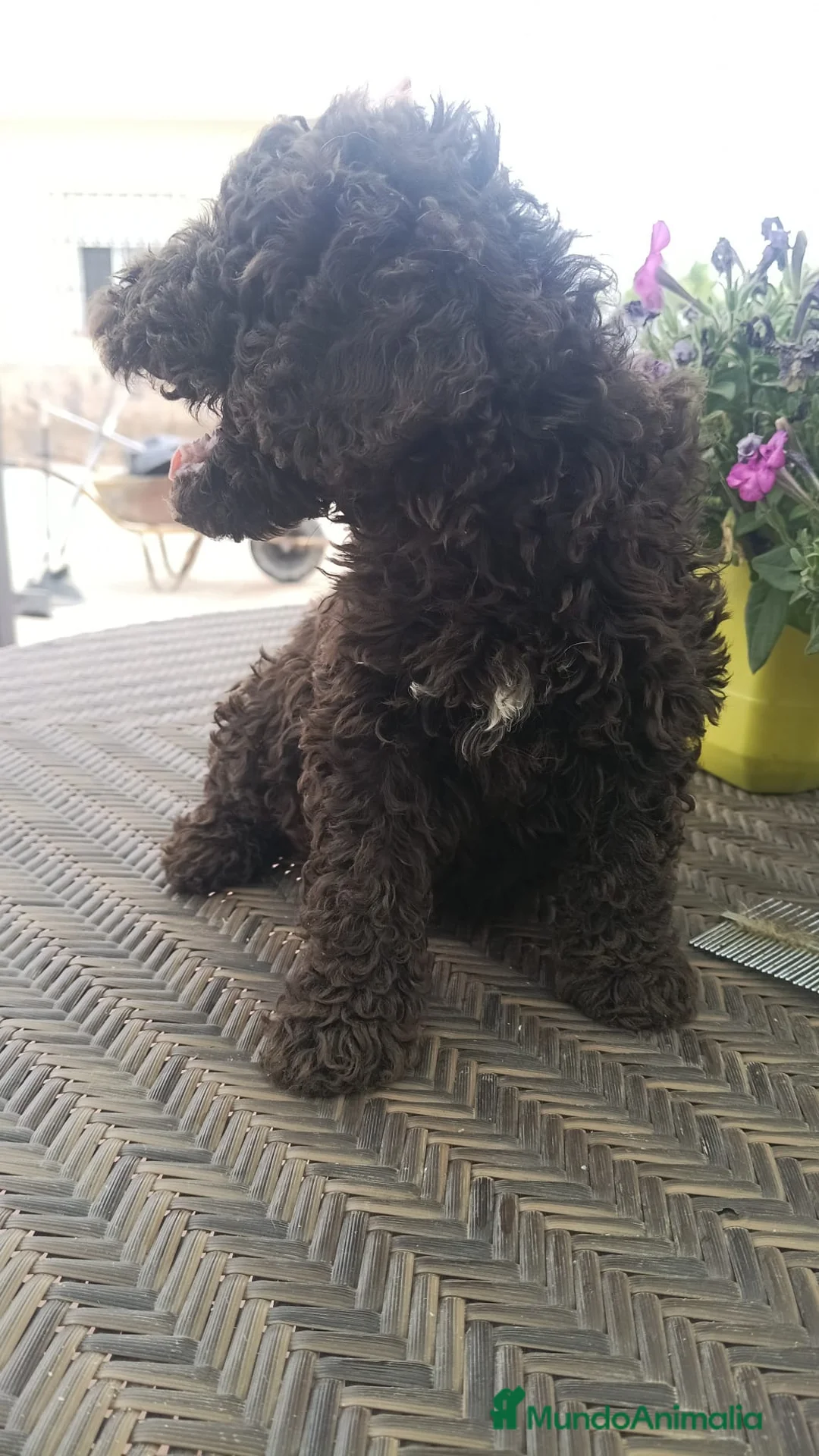 Perro de Agua Español perros en venta: Preciosa camada de perros de agua chocolate🐾🐶 en Sevilla - Anuncio 2