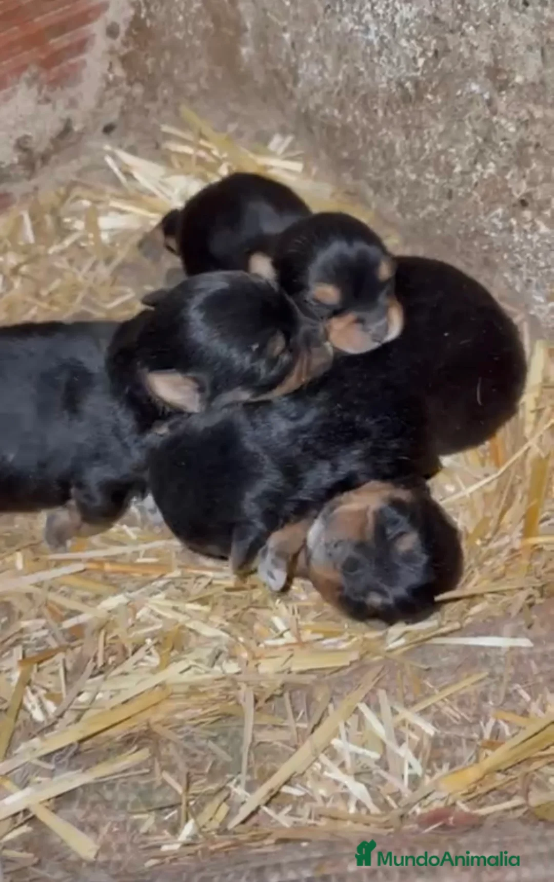 Yorkshire Terrier perros en venta: Yorkshire Toy disponibles  - Anuncio 1