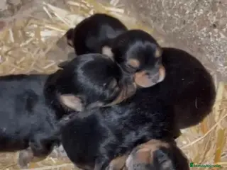 Yorkshire Terrier perros Yorkshire Toy disponibles - Anuncio 1