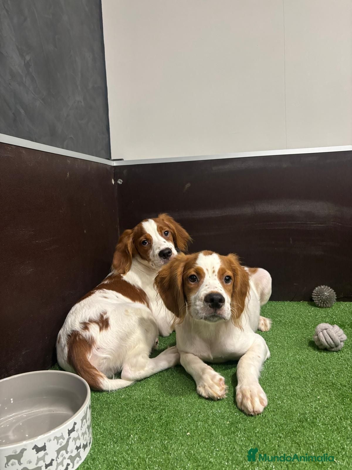 Épagneul Breton perros 2MACHOS BRETON - Anuncio 1