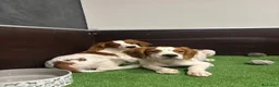 Épagneul Breton perros en venta: 2MACHOS BRETON - Anuncio 1