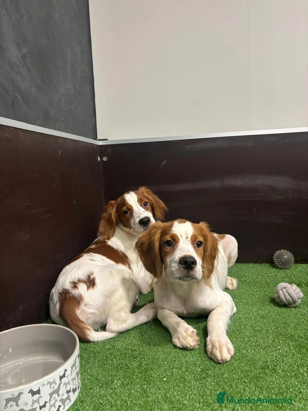 Épagneul Breton perros en venta: 2MACHOS BRETON - Anuncio 1