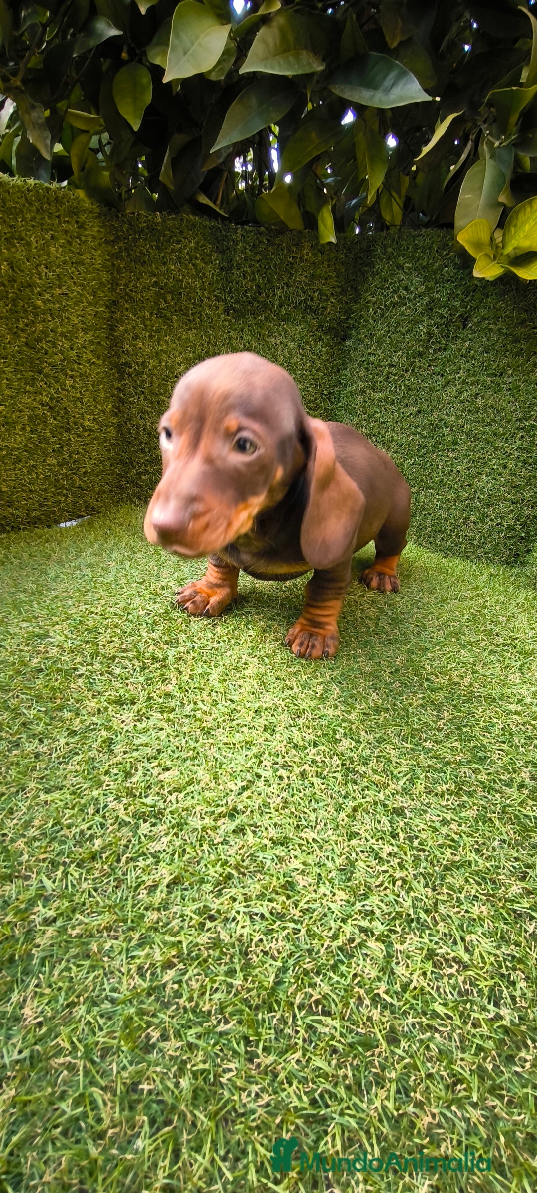 Teckel Miniatura perros en venta: camada de teckel miniatura varios colores  - Anuncio 12