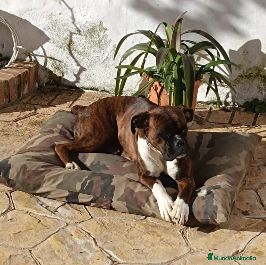 Boxer perros en venta: Boxer  - Anuncio 3