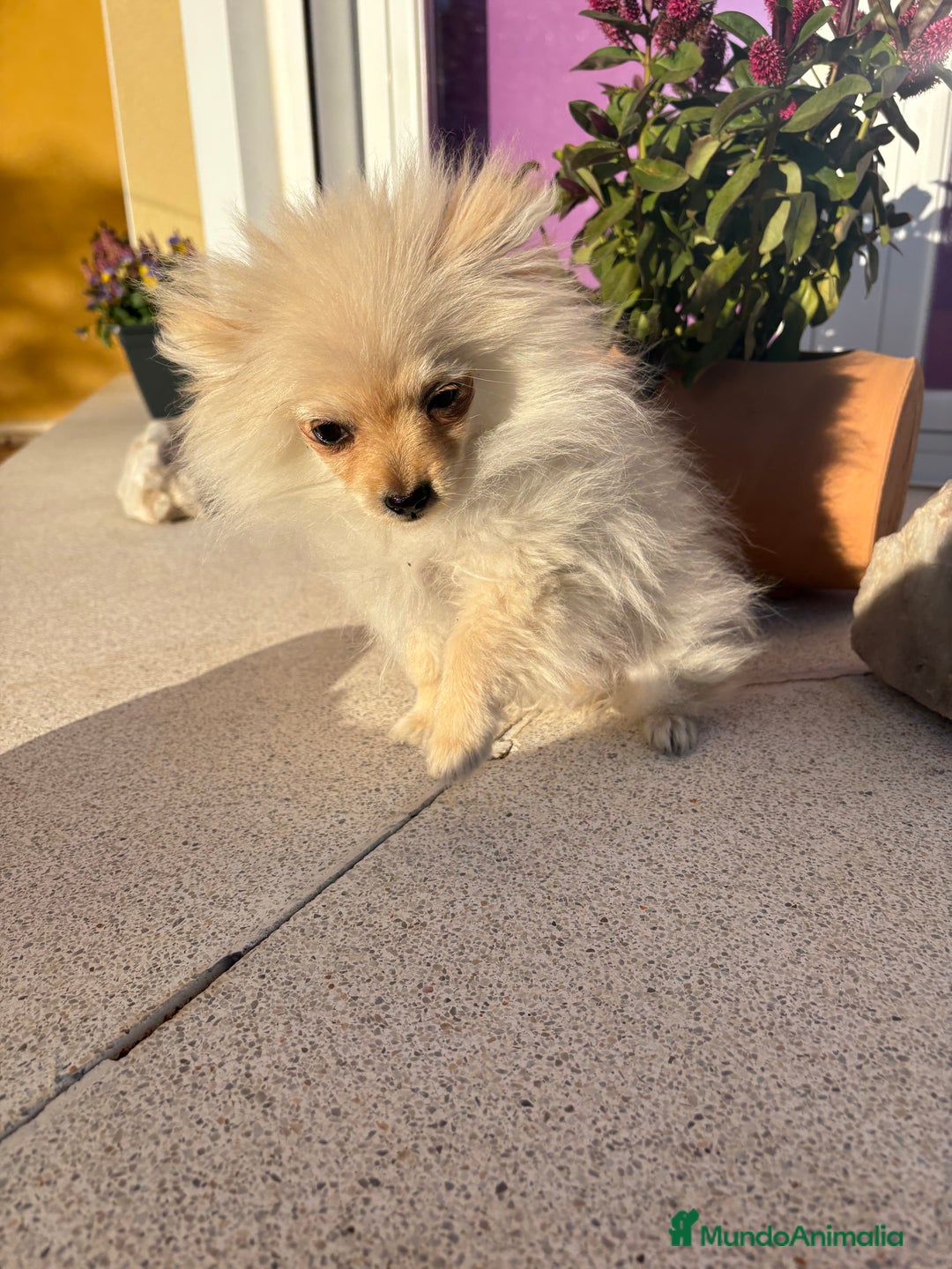 Pomerania perros en venta: Lulu Pomerania Micro Toy  - Anuncio 8