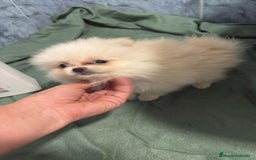 Pomerania perros en venta: Lulu pomerania mini toy  - Imagen 11