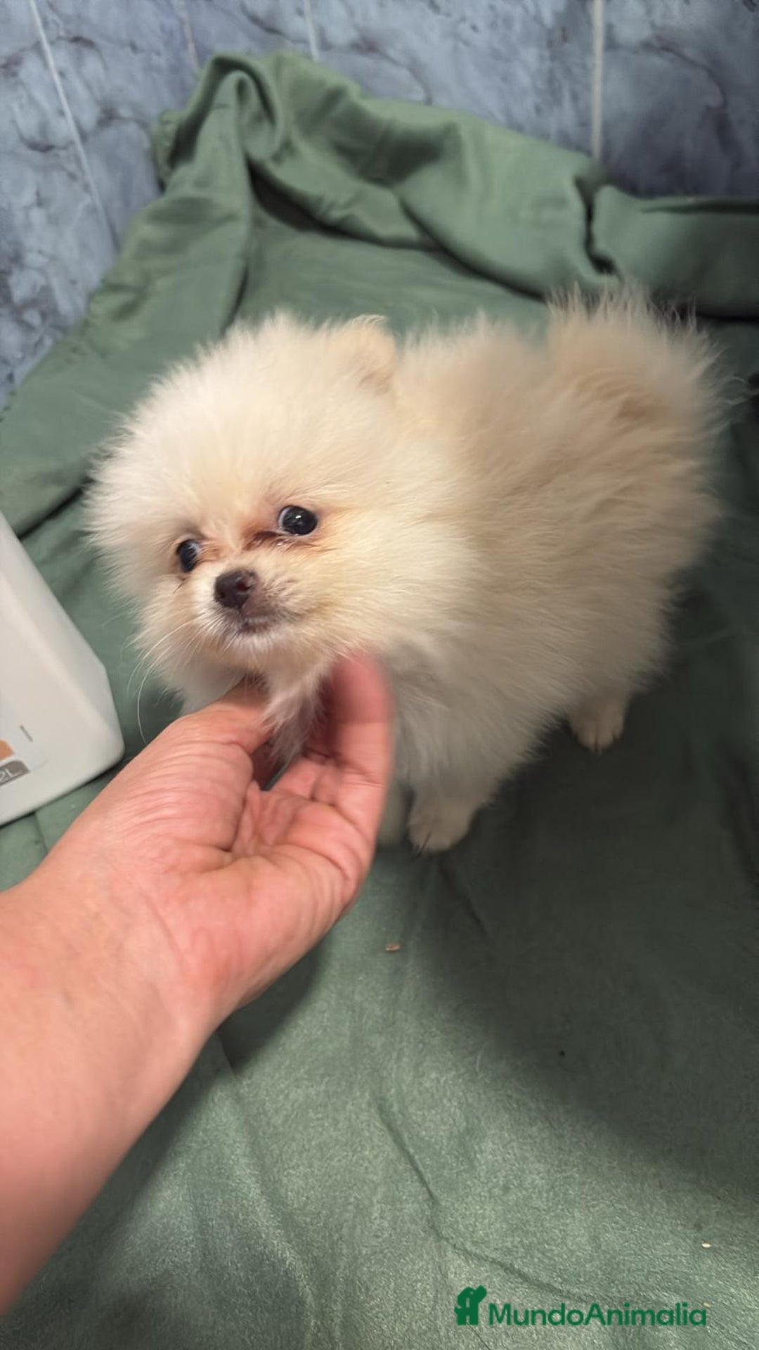 Pomerania perros en venta: Lulu pomerania mini toy  - Imagen 11