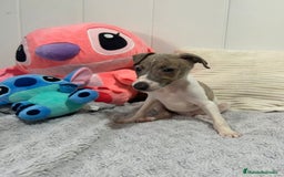 Pequeño Lebrel Italiano perros en venta: Piccolo italiano  - Imagen 13