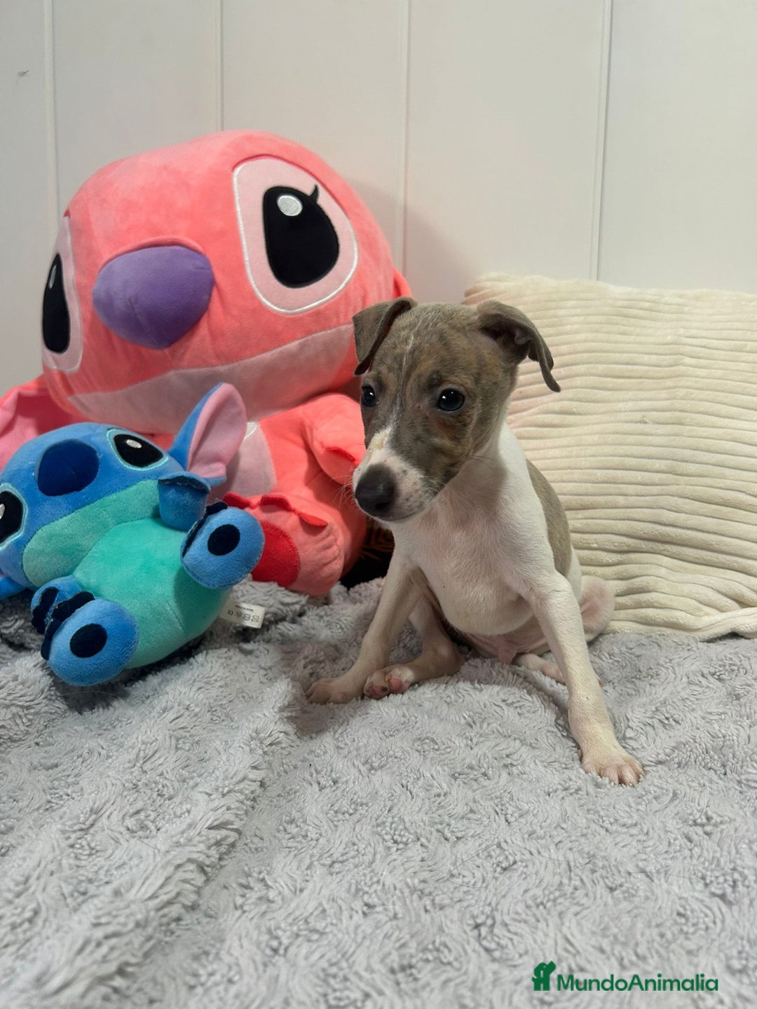 Pequeño Lebrel Italiano perros en venta: Piccolo italiano  - Imagen 13