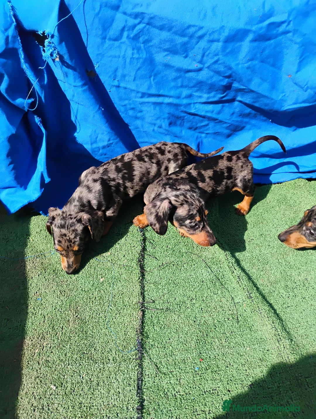 Teckel perros en venta: Hembra teckel arlequín plata miniatura  - Anuncio 4