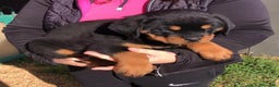 Rottweiler perros en venta: ROTTWEILER CACHORROS DISPONIBLES - Anuncio 6