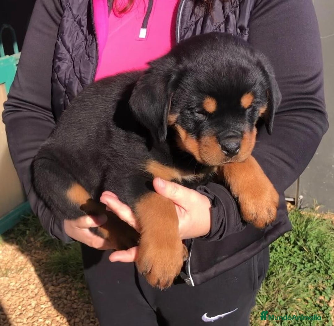 Rottweiler perros en venta: ROTTWEILER CACHORROS DISPONIBLES - Anuncio 6