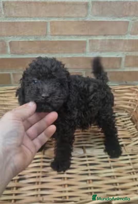 Caniche Toy perros Caniche chocolate - Anuncio 2