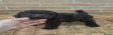 Caniche Toy 1