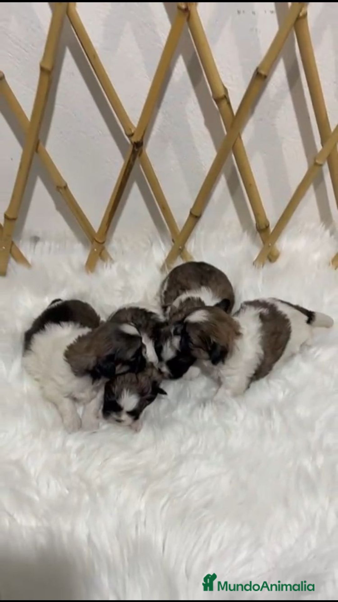Shih Tzu perros en venta: SHIH TZU MINI - Anuncio 3