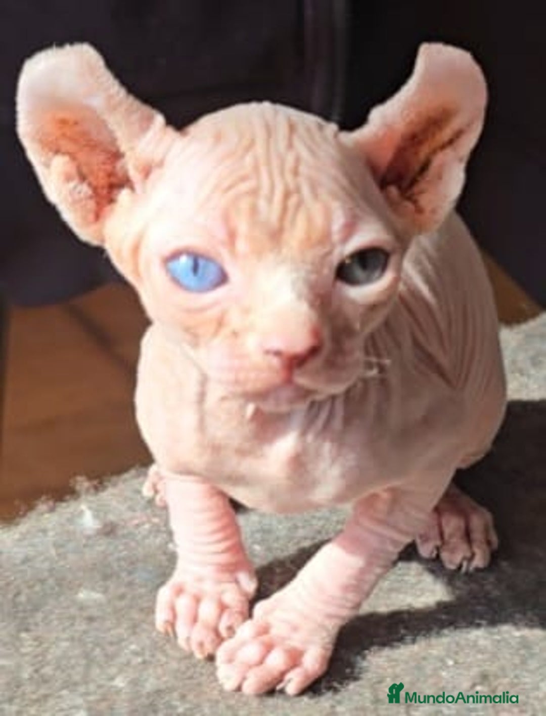 Sphynx gatos en venta: Macho Sphynx Ojos Dispares - Anuncio 5