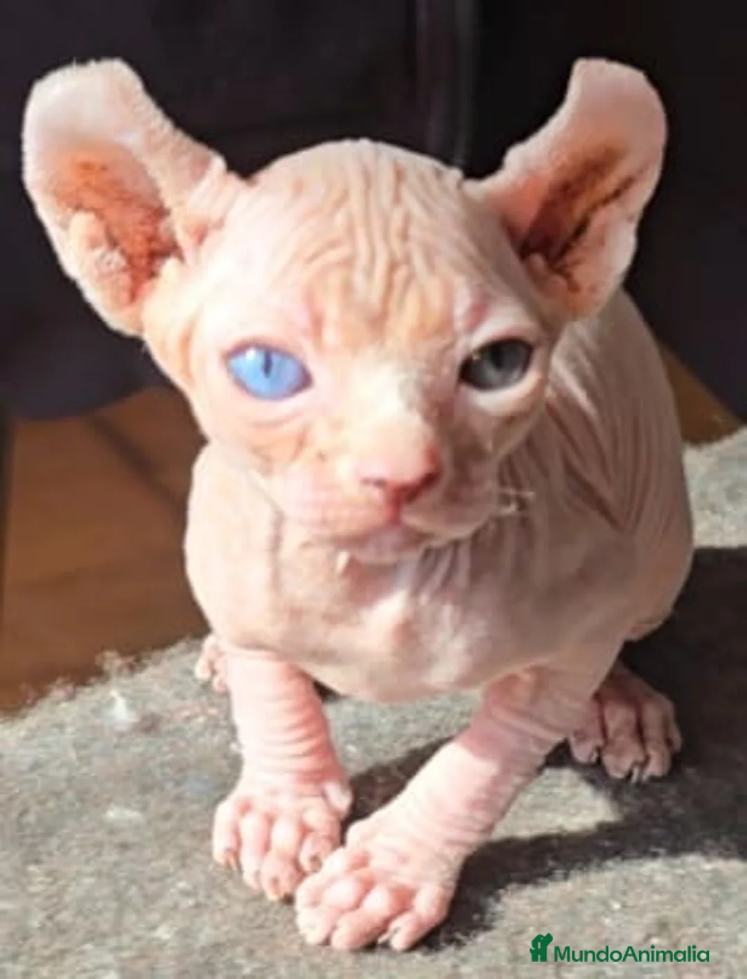 Sphynx gatos en venta: Macho Sphynx Ojos Dispares - Anuncio 5